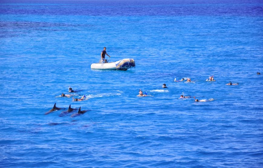 Dolphins House