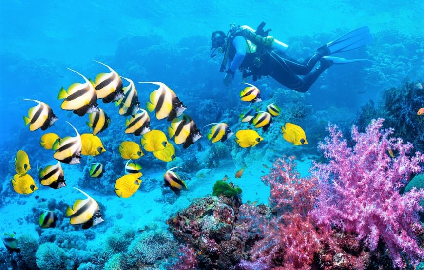 Scuba Diving
