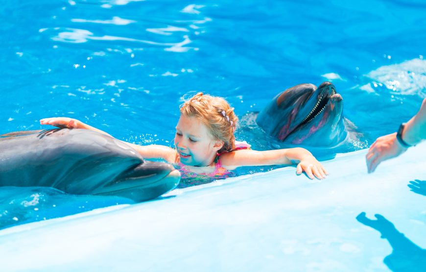 Swimming With Dolphins